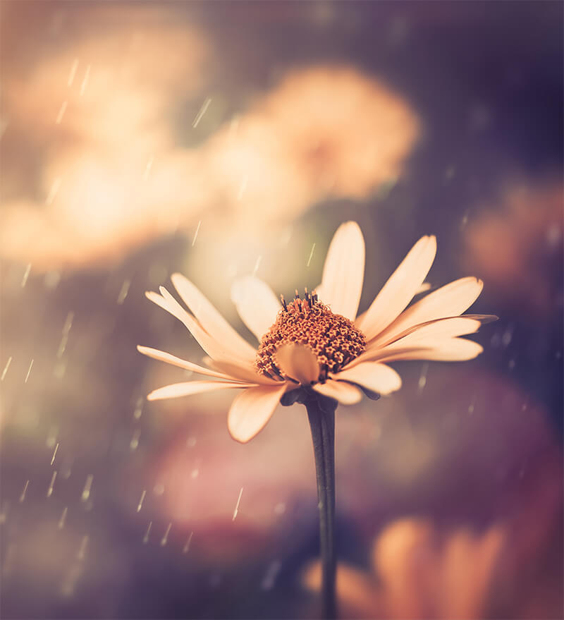 Individual Support Emergence Therapy Lou Aylward